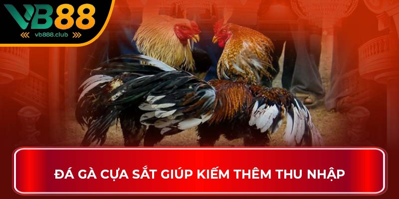 Đá gà cựa sắt giúp kiếm thêm thu nhập